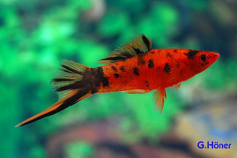 Berlin swordtail Swordtail Fish, Platy Fish, Tropical Fish Aquarium, Tropical Fish Tanks, Tropical Freshwater Fish, Fish Feed, Salt Water Fishing, Salt Water Fish, Freshwater Aquarium Fish