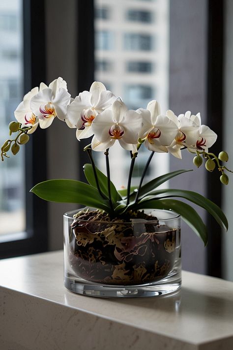 10 Best Flowers For Indoors Orchid Decor, Indoor Orchids, Gardening Vegetables, Amaryllis Bulbs, Best Flowers, Plant Ideas, Indoor Flowers, Container Gardening Vegetables, Christmas Cactus