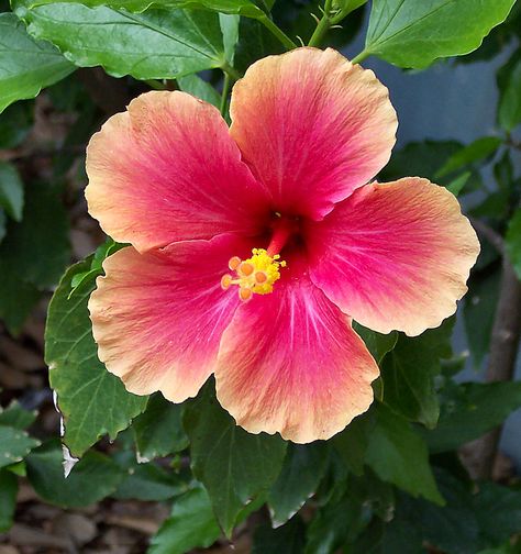 Hibiscus Fav Flower, San Antonio Zoo, Hibiscus Plant, Hawaiian Hibiscus, Favourite Flowers, Nothing But Flowers, Pottery Classes, Beautiful Bouquet Of Flowers, Blue Dream