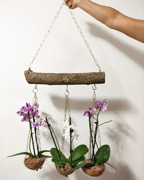 Hanging Orchid, Plant Display Ideas, Orchid House, Orchid Flower Arrangements, Orchid Planters, Orchids Garden, Tiny Plants, Plant Decor Indoor, Orchid Care