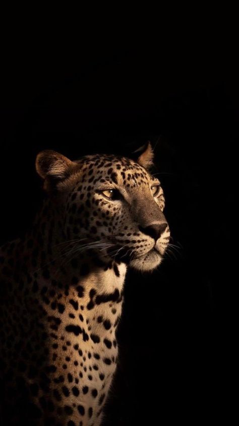 Jaguar Print Aesthetic, Black Panther Wallpaper Laptop, Cheetah Widgets, Black And Gold Pictures, Wallpaper Pantera, Leopard Wallpaper Iphone, Wallpaper Leopard Print, Cheetah Aesthetic, Leopard Print Aesthetic