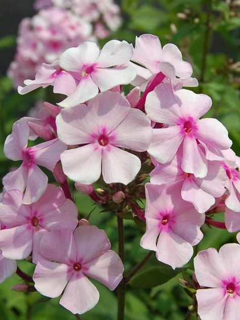 Pink Phlox Flower, Phlox Flower Drawing, Phlox Flower Perennial Plant, Border Perennials, Phlox Flower, Shady Border, Phlox Plant, Phlox Flowers, Flower Reference