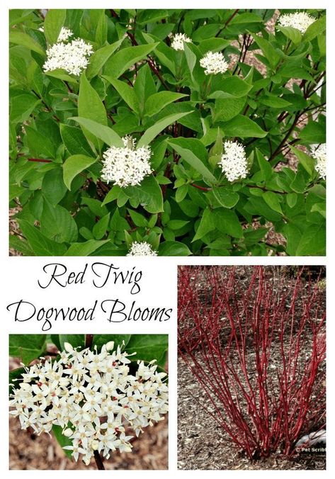 Red Stem Dogwood, Artic Fire Red Twig Dogwood, Arctic Fire Red Twig Dogwood, Bailey Red Twig Dogwood, Red Dogwood Shrub, Red Twig Dogwood Companion Plants, Red Twig Dogwood Landscape, Red Twig Dogwood Shrub, Variegated Red Twig Dogwood