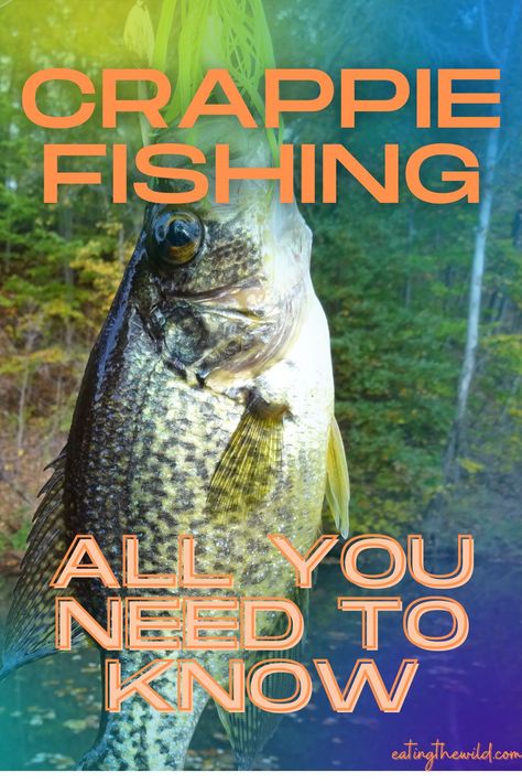 Bait For Fishing, Crappie Fish Recipes, Crappie Rigs, How To Catch Crappie, Crappie Bait, Crappie Lures, Ice Fishing Lures, Kayak Fishing Tips, Crappie Fishing Tips