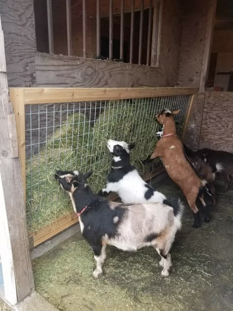 Goat Hay Feeder Goat Washing Station, Goat Hay Feeder Ideas, Hay Holder For Goats, Goat Food And Water Set Up, Goat Habitat Ideas, Goat Incloser, Goat Setup Ideas, Goats Enclosure, Goat Yard Ideas