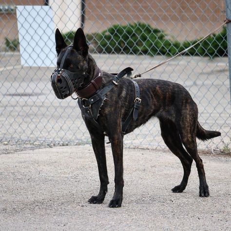 Dutch Shepherd Dog, Pretty Puppies, Dutch Shepherd, Belgian Malinois Dog, Nanny Dog, Malinois Dog, Belgian Shepherd, Baby Cow