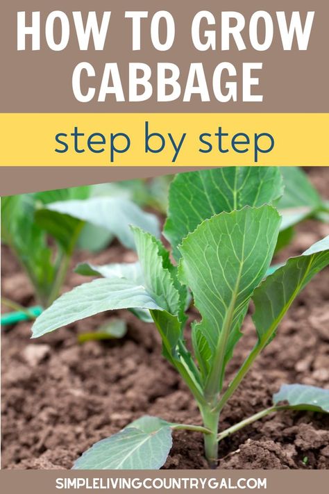 How To Store Cabbage, Grow Cabbage, Growing Cabbage, Cabbage Flowers, Cabbage Plant, Growing Sweet Potatoes, Grow A Garden, Growing Peppers, Cabbage Seeds