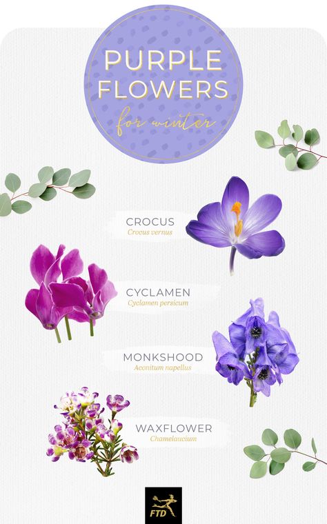 50 Types of Purple Flowers - FTD.com Types Of Purple, Types Of Purple Flowers, White And Purple Flowers, The Hunting Party, Wisteria Plant, Fall Purple, Flower Types, Tanaman Indoor, Purple And White Flowers