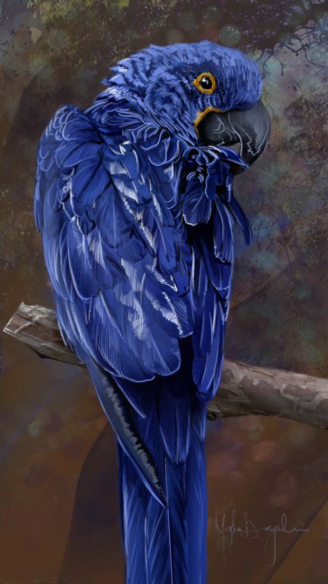 Macaw Hyacinth, on ArtStation at https://www.artstation.com/artwork/nYqVWe Hyacinth Macaw Art, Hyacinth Macaw Drawing, Macaw Drawing, Macaw Art, Hyacinth Macaw, Blue Hyacinth, Blue Macaw, Anatomy Study, Pencil Sketches