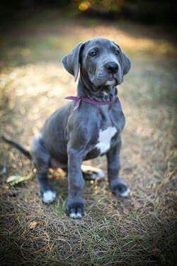 Great Dane puppy Blue Great Dane Puppies, Blue Great Dane, Cute Dog Costumes, Great Dane Puppies, Blue Great Danes, Dane Puppies, The Great Dane, Great Dane Puppy, Dane Dog