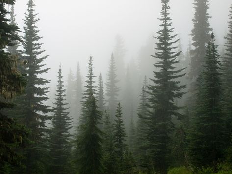 Alpine Trees | by Lomacar Watercolour Techniques, Alpine Tree, Norway Landscape, Dark Naturalism, Dark Forest Aesthetic, Foggy Forest, Misty Forest, Abstract Canvas Wall Art, Pine Forest