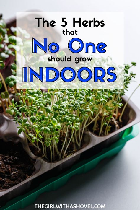 Pots For Herbs Indoors, Indoor Herb Wall Kitchens, Indoor Garden Planter Ideas, Grow Spices Indoors, Herbs In The Kitchen Ideas, Starting An Herb Garden Indoors, Cilantro Indoors Growing, Indoor Herb Garden Shelf, Office Herb Garden