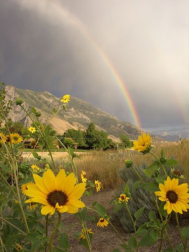 via Jan on Flickr Rainbow Promise, Cer Nocturn, Sunflower Aesthetic, Rainbow Pictures, Rainbow Rain, Rainbow Sky, Rainbow Aesthetic, Love Rainbow, Beautiful Rainbow