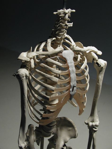 Human rib cage, 3/4 front view Human Rib Cage Photography, Ribs Art Reference, Human Rib Cage Anatomy, Skeleton 3/4 View, Rib Reference, Rib Cage Reference, Ribcage Reference, Ribs Reference, Skeleton Photography