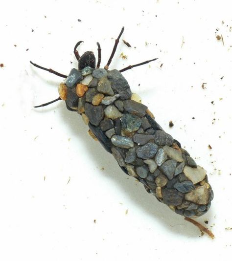 Northern Case Maker caddisfly Freshwater Invertebrates, Potion Seller, Caddis Fly, Insect Eyes, Aquatic Insects, Caddis Flies, Fly Fishing Flies Trout, Fishing Flies, Kindergarten Science