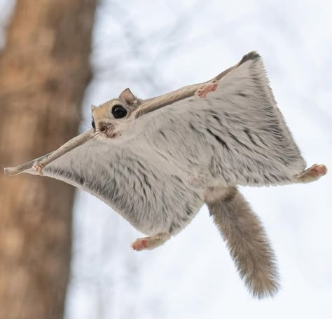 Cute Flying Squirrel, Flying Squirrel Pet, Hairstyles Wallpaper, Fashion Hairstyles, Flying Squirrel, Cute Small Animals, Animal References, Lovely Creatures, Cutest Animals