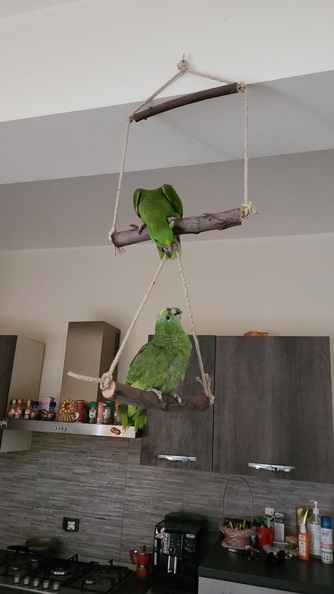 Parrot Room Ideas, Diy Budgie Toys, Parrot Room, Bird Cage Ideas, Parakeet Care, Bird Room, Conure Bird, Diy Bird Cage, Bird Diy