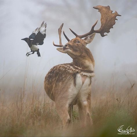 Dama dama is a medium-sized deer that typically retains its spotted coat; males grow palmate antlers. Good Morning Dear, Deer Photography, Deer Artwork, Fallow Deer, Deer Buck, Majestic Animals, Deer Antler, Deer Antlers, Large Animals