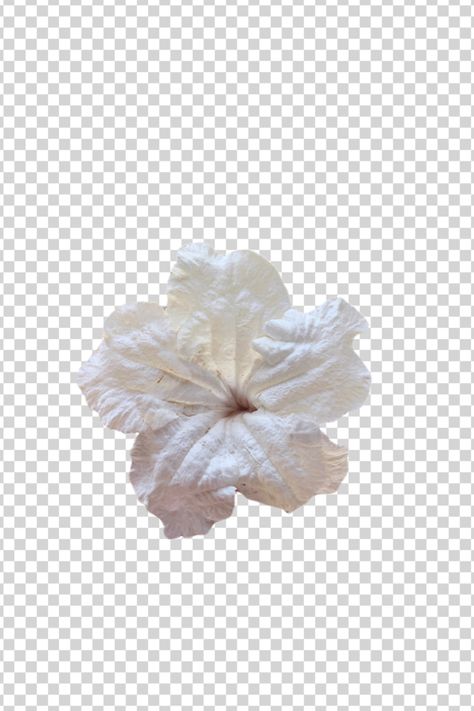 white flower #white #flower #sticker #cropped #edit #realistic #real #floral Real Flower Stickers, White Flower Sticker, Watercolor Wallpaper Iphone, Flower Boquet, Concealer Colors, Design Card, Flower White, Watercolor Wallpaper, Sweet Quotes