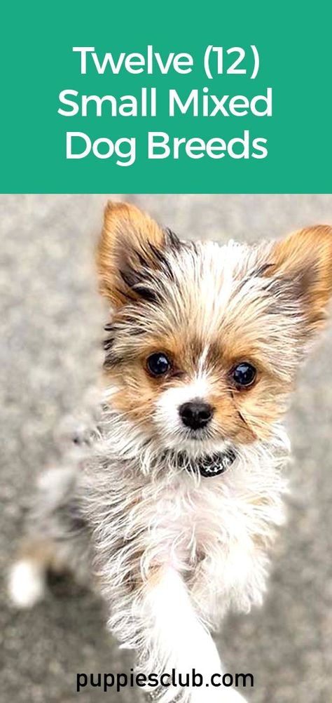 small-mixed-dog-breeds Cute Breeds Of Dogs, Small Puppies Breeds, Cute Small Breed Dogs, Toy Dogs Breeds, Toy Breed Dogs, Yorkie Mixed Breeds, Cute Small Dogs That Stay Small, Chihuahua Mixed Breeds, Schweenie Dogs