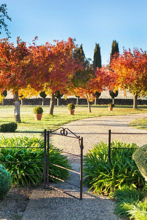 February Wedding Flowers, Indoor Vine Plants, Pyrus Calleryana, Ornamental Pear Tree, Indoor Vines, Tree Lined Driveway, Modern Fence Design, Tropical Garden Design, Australian Garden