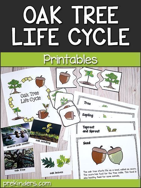 This free printable oak tree life cycle set from PreKinders includes a book, sequencing cards, and full-color photos that can be used to show children the life cycle of an oak tree: from acorn to seedling, to young oak tree, to full-grown oak tree. These can be added to the science center and children can look at the book, arrange the cards in order, or put together the life cycle puzzle. Oak Tree Life Cycle Kindergarten, Life Cycle For Preschool, Science Activities For Preschool, Leaf Science, Life Cycles Preschool, Tree Life Cycle, Pre-k Science, Weather Activity, Christian Preschool