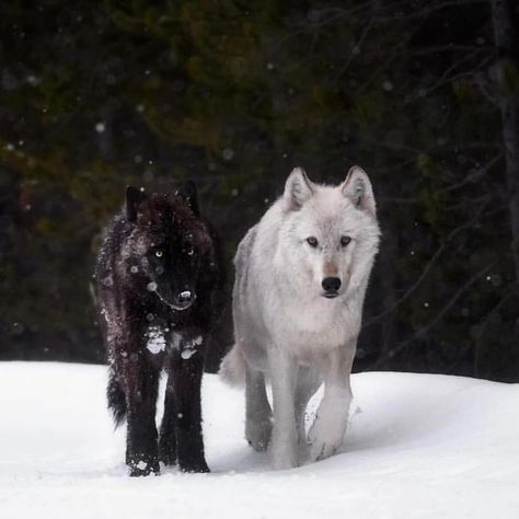 Rate 1-10 🔥@magnificent_wolves @magnificent_wolves . Who else loves these beautiful animals? Tag them!  Follow 🌟@magnificent_wolves for… Wolf Hybrid, Two Wolves, Wolf Stuff, Wolf Photography, Alpha Wolf, Wolf Photos, Timber Wolf, Wolf Wallpaper, Wolf Love