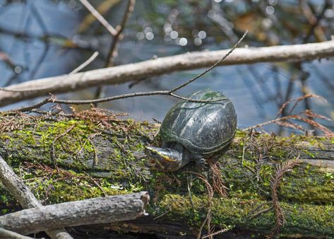 Common Musk Turtle - Facts, Diet, Habitat & Pictures on Animalia.bio Freshwater Clams, Male Baby Names, Musk Turtle, Turtle Facts, Small Turtles, Kingdom Animalia, Social Behavior, Facts For Kids, Basic Facts