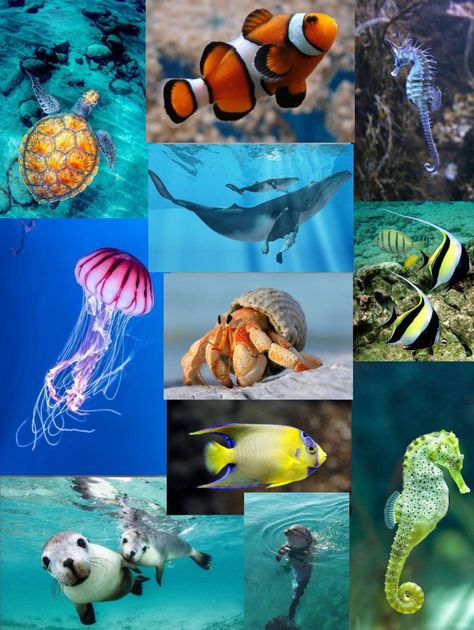 Animale Marine, Sea Life Animals, Underwater Animals, Aquatic Animals, Endangered Animals, Ocean Animals, Animals Images, Sea Life, Animal Pictures