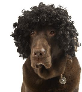 Curly head Curly Dog, Curly Head, Portraits Art, Animal Portraits Art, Animal Portraits, Funny Profile, Funny Dog Pictures, Chocolate Lab, Curly Wig