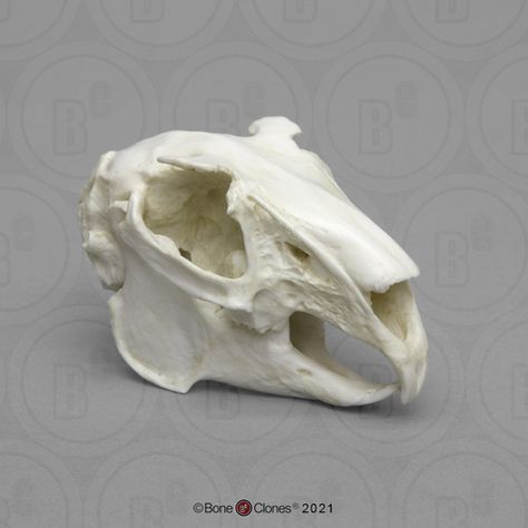 Rabbit Skull, Skull Anatomy, Skull Reference, Animal Skeletons, Small Rabbit, Animal Skull, Vulture Culture, Small Skull, Bone Art