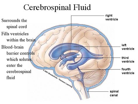 Cerebrospinal Fluid (CSF) is a liquid that has no color and fills the ventricles and canals of the Central Nervous System (CNS) and bathes its external surface. The purposes of CSF are buoyancy, protection, and chemical stability. CSF protects the brain from hitting the cranium if it is jolted. CSF is also capable of rinsing metabolic waste and regulates the chemical environment. The 5 Senses, Behavioral Neuroscience, Intracranial Pressure, Neurological System, Spinal Fluid, Blood Plasma, Chiari Malformation, Sense Of Sight, Brain Facts