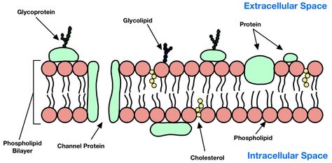 Cell Membrane Structure, Cell Theory, General Biology, Membrane Structure, Girls Phone Numbers, Biology Notes, Cell Biology, Cell Membrane, A Cell