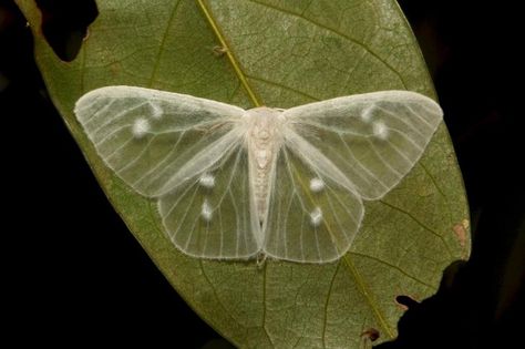 A rare transparent moth, the lymantrine moth from Yunnan, China White Moth, Cute Moth, Art Papillon, Cool Bugs, Beautiful Bugs, Arthropods, Arachnids, Bugs And Insects, Belleza Natural