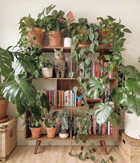 Plants on a bookshelf with a cat Living Room Plants, Dekorasi Kamar Tidur, Decoration Plante, Ideas Hogar, Plant Decor Indoor, Decor Ideas Bedroom, House Plants Decor, Room With Plants, Wallpaper Living Room