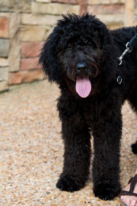 Goldendoodle! I would take a black one if they looked like this :) Black Golden Doodle, Brown Goldendoodle, Black Goldendoodle, Goldendoodle Black, Goldendoodle Haircuts, Black Labradoodle, Beauty And Brains, Golden Doodle Dog, Doodle Dogs