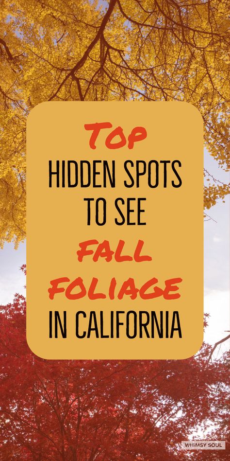 This is where the most colorful fall foliage in California is hiding. Discover the beautiful fall colors of California that you never knew existed. Autumn leaves are better on the west coast. read more here: https://whimsysoul.com/best-fall-colors-in-california/ #california #fallfoliage #autumn Fall In Southern California, Autumn In California, Fall In California, Fall California, California Fall, Solvang California, Idyllwild Ca, Fall Hikes, California Roadtrip