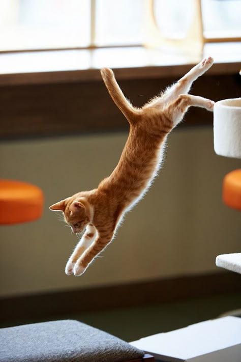 Cat Leaping Reference, Cat Leaping, Homemade Dynamite, Leaping Cat, Cats Facts, Cat Jumping, Jumping Cat, Cat Anatomy, Cat Proofing