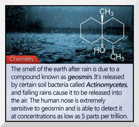 What Makes Rain Smell So Good? | Tellwut.com Logos, Tumblr, Rain Smell, Chemistry Facts, School Science Projects, Chemistry Education, Teaching Chemistry, Learn Facts, Unit Studies