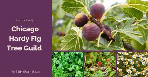 10 Perfect Plants for a Fig Tree Guild - My Edible Habitat Fig Fruit Tree Guild, Fig Tree Guild, Fruit Guild, Hardy Fig Tree, Fig Fruit Tree, Tree Guild, Growing Parsley, Alpine Strawberries, Fig Fruit