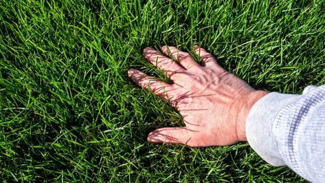 Tall Fescue Grass, Best Grass Seed, Fescue Grass, Jonathan Green, Planting Grass, Seeding Lawn, Lawn Fertilizer, Humic Acid, Types Of Grass