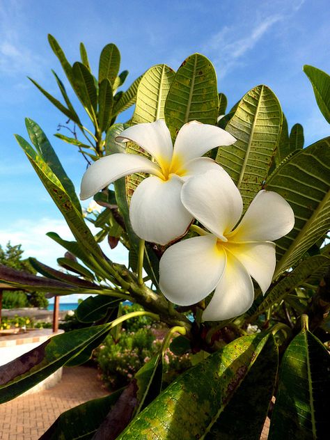 Frangipani ~ Brighton Beach, Bridgetown, Saint Michael Parish, Barbados.... Carribean Flowers, Frangipani Aesthetic, Frangipani Wallpaper, Caribbean Plants And Flowers, Fiori Frangipani, White Frangipani, Bridgetown Barbados, Barbados Travel, Beach Flowers