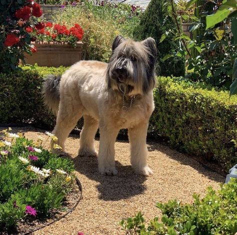 French Shepherd, Briard Dog, Long Shaggy, Herding Dogs, The Loyal, Companion Dog, Guard Dogs, Happy People, Beautiful Dogs