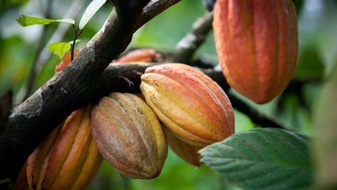 Cacao Health Benefits, Cocoa Fruit, Cacao Recipes, Rich Food, Cacao Beans, Organic Soil, Fruit Seeds, Cocoa Seeds, Ornamental Trees