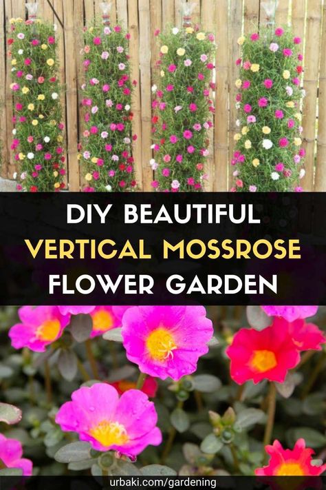 Portulaca Flowers Hanging Baskets, Flowers In Whiskey Barrels Planters, Rose Moss Ideas, Rose Moss Planter Ideas, Purslane Plant Potted, Moss Roses In Containers, Portulaca Flowers Planting Ideas, Moss Rose Garden Ideas, Portulaca Flowers Ideas