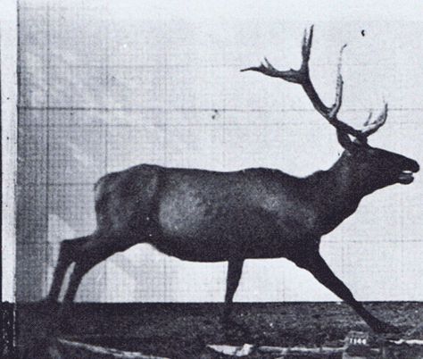 Animal Running Gif, Deer Run Cycle, Elk Running, Deer Animation, Deer Gif, Martial Arts Gif, Eadweard Muybridge, Running Gif, Animal Movement