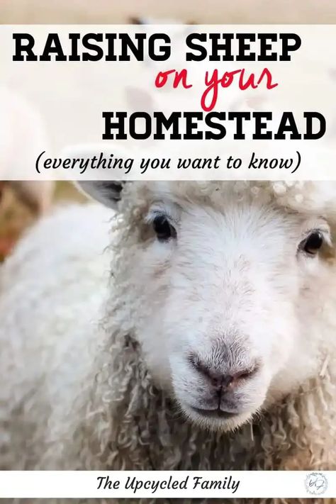 Are you a homesteader, hobby farmer or trying to be more self-reliant and looking for what animals to raise for your situation. I am sharing the amazing reason to consider raising sheep on your homestead. #raisingsheep#forbeginners#formeat#forwool#formilk#homestead#theupcycledfamily Sheep Water Trough, Raising Sheep For Meat, Raising Sheep For Beginners, Sheep House Ideas, Sheep Farming Ideas, Raising Lambs, Homestead Sheep, Sheep Keeping, Keeping Sheep