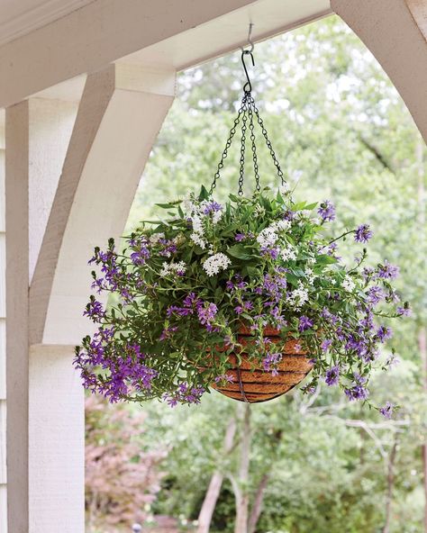 <p>Take seasonal containers to new heights with hanging garden baskets. Suspending a blooming arrangement from a porch or patio is an easy way to freshen up an outdoor space. Or boost curb appeal by adding a basket of blooms on the front door. Many flowers actually grow better in hanging baskets. Dangle an arrangement of heat-tolerant succulents in a sunny spot, or string up a container of leafy ferns in a shady area. These versatile containers can hang on the porch year-round—just replace perennial blooms from season to season. Here, 10 of our favorite hanging baskets.</p> Low Maintenance Landscaping Front Yard, Container Gardening Ideas, Long Blooming Perennials, Door Planter, Porch Plants, Garden Basket, Hanging Flower Baskets, Flower Baskets, Smart Garden