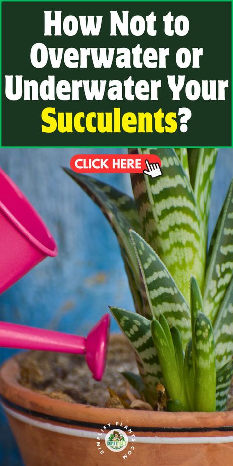 "Discover essential tips on how not to overwater or underwater your succulents with our guide at Simplify Plants. Learn to establish a perfect watering schedule that ensures optimal soil dryness and moisture balance. Explore effective drainage tips to enhance water retention and succulent hydration, keeping your plants healthy and thriving. Say goodbye to watering woes and enjoy flourishing succulents!" Succulent Care Indoor, Water Succulents, Succulents Care, Indoor Succulents, How To Water Succulents, Water Enhancer, Secret Sauce, Succulent Care, Succulents Indoor