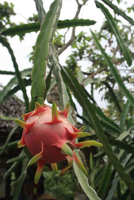 Dragon Fruit Tree White Dragon Fruit, Dragon Fruit Varieties, Dragon Fruit Tree, Dragon Fruits, Gary Smith, Thanh Long, Foraged Food, Growing Gardens, Fruit Flowers